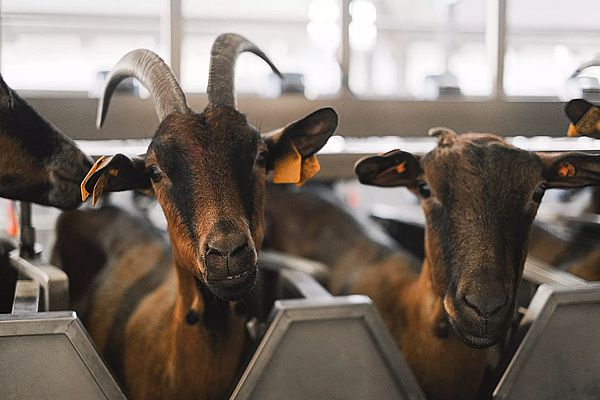 Ферма по содержанию и выращиванию племенных коз