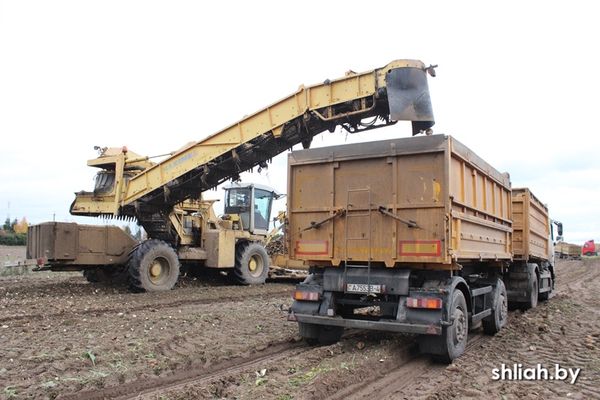 На полях КСУП «Совбел-2016» убирают сахарную свёклу